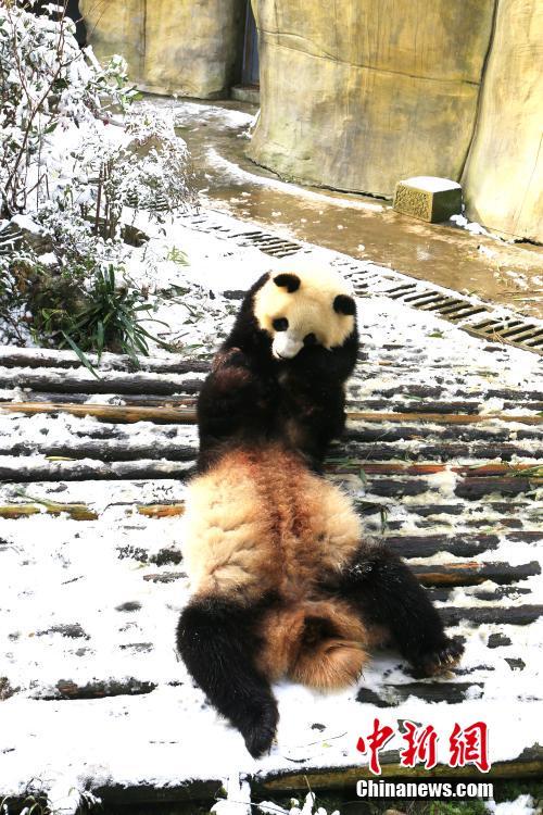 成都大熊猫雪地里打滚撒欢 尽展萌态
