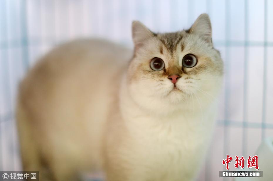 济南举办名猫展 最贵宠物猫身价高达20万元