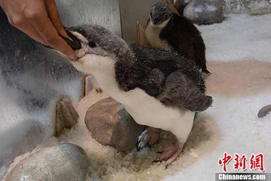 1月16日，两只小帽带企鹅在进食。 <a target=&apos;_blank&apos; href=&apos;http://www.chinanews.com/&apos;><p align=