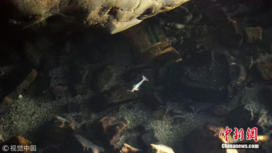 广西河池洞穴内现珍稀水生物 受污染立即死亡