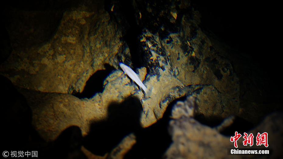 广西河池洞穴内现珍稀水生物 受污染立即死亡