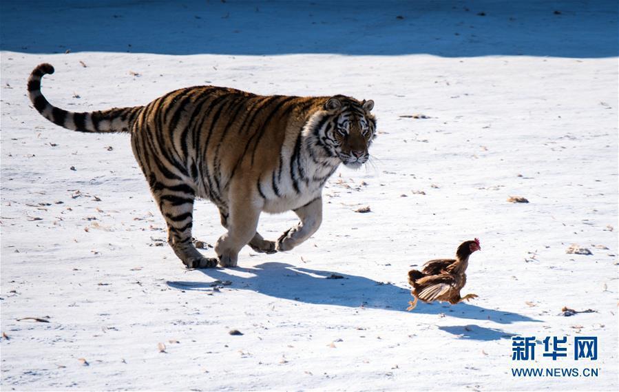 哈尔滨东北虎进行野化训练 雪地里追鸡