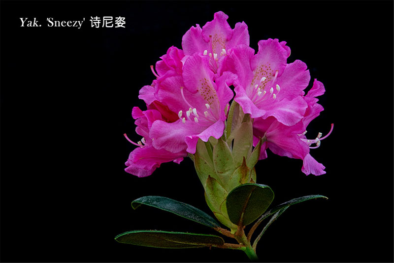 上海辰山植物园举办2018迎春花展