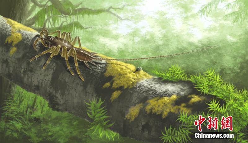 一亿年前琥珀中现神秘“长尾蜘蛛”