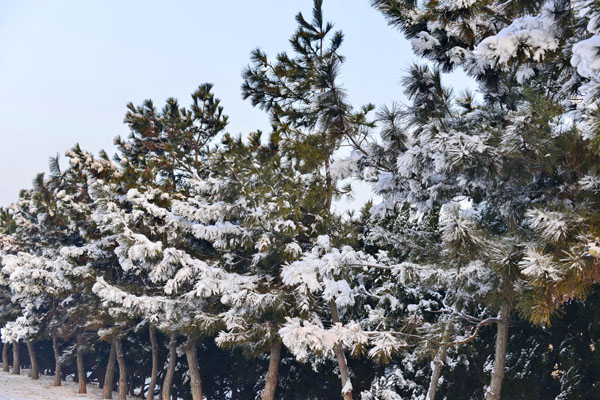 “雪窝”烟台的小年美丽雪景