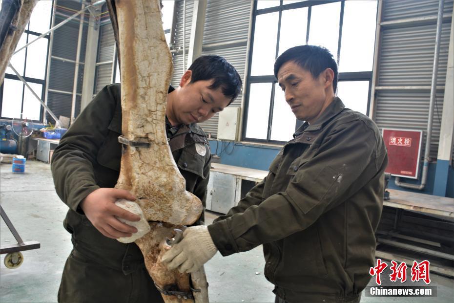 陆地上最大哺乳动物巨犀化石在四川成功修复