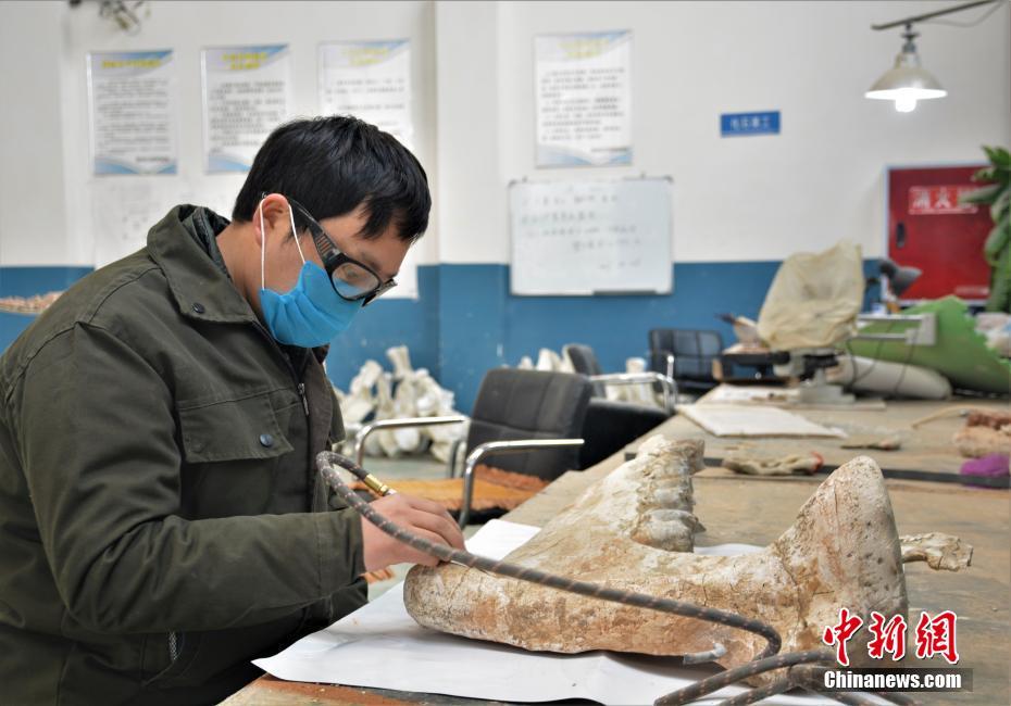 陆地上最大哺乳动物巨犀化石在四川成功修复