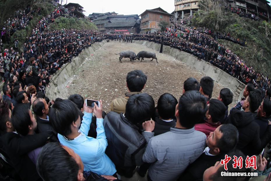 贵州新春民间斗牛场面壮观吸引游客