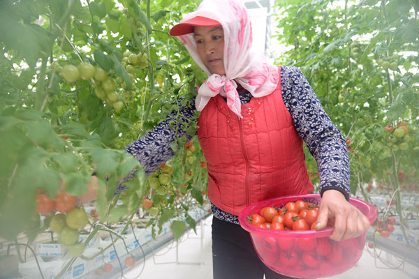 甘肃平凉市崆峒区：耕耘在希望的田野上——探访泾河川国家级蔬菜产业园