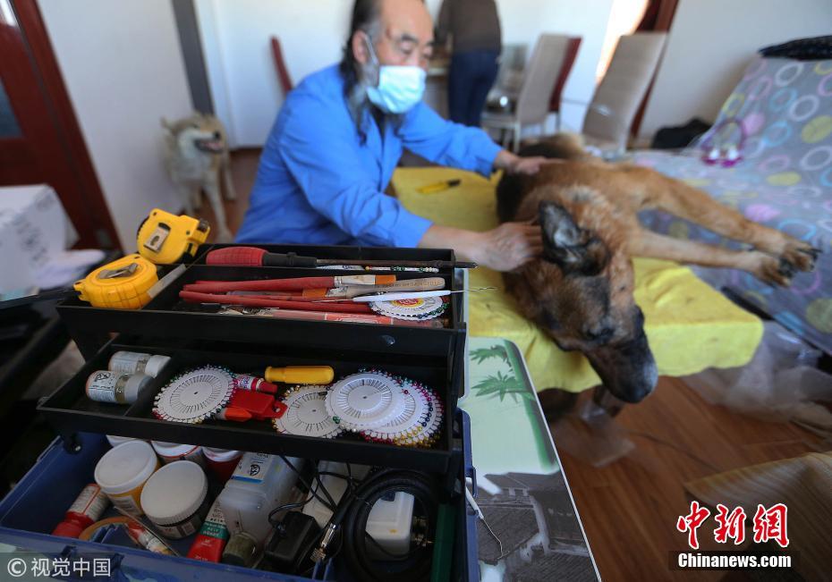 探访北京动物标本师 狗年忙做狗标本