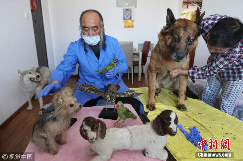 探访北京动物标本师 狗年忙做狗标本