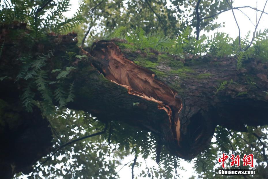强对流天气致江西千年古樟树受损严重