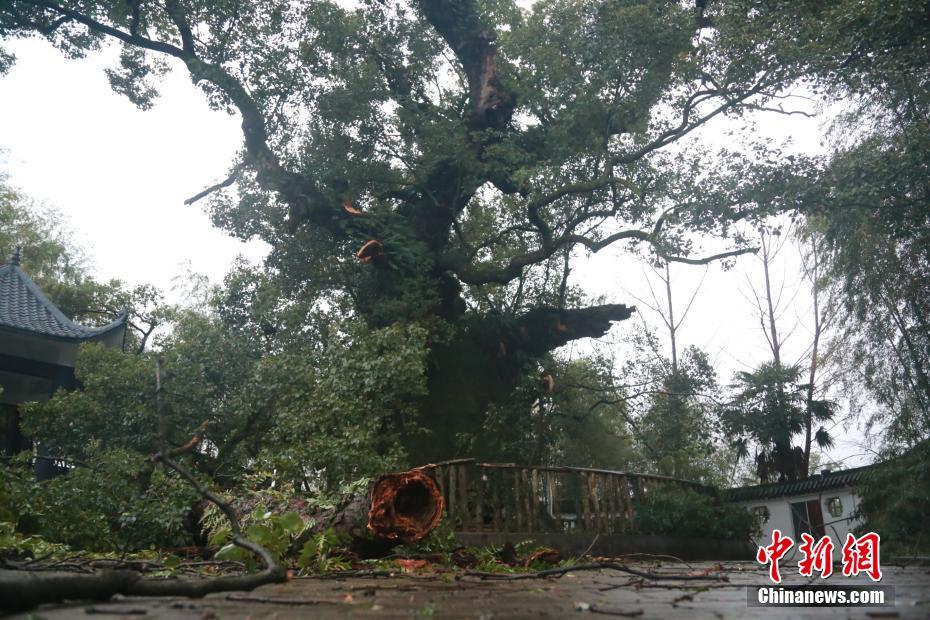 强对流天气致江西千年古樟树受损严重