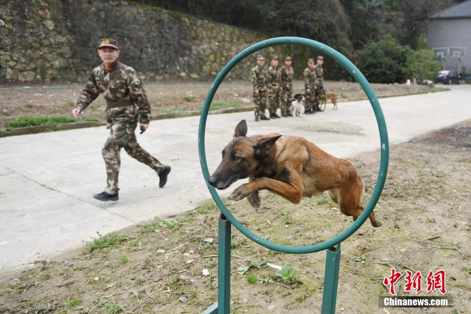 杭州消防搜救犬训练 救人寻物样样精通