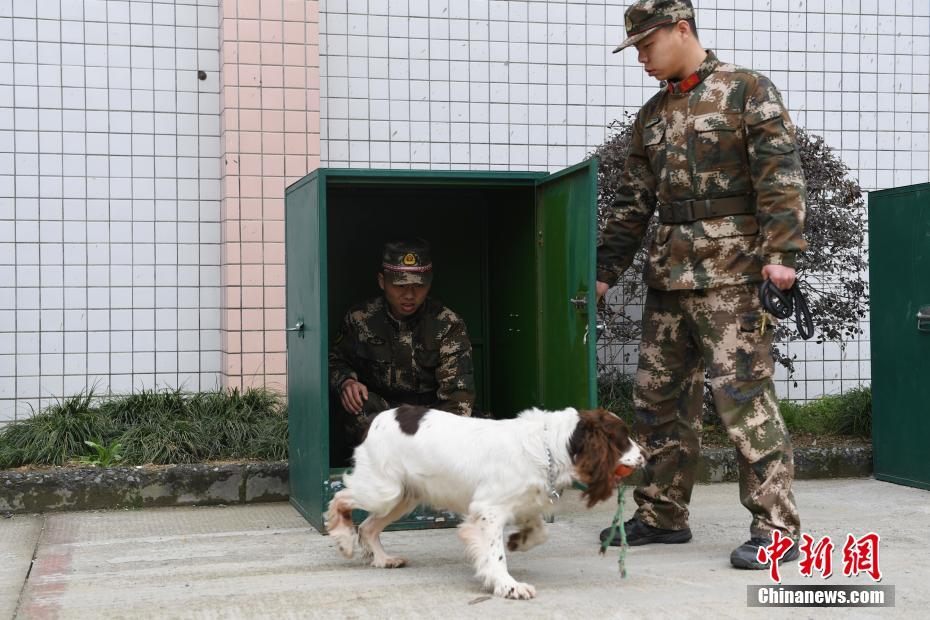 杭州消防搜救犬训练 救人寻物样样精通