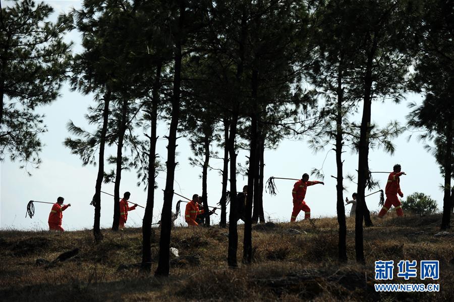 贵州沙子坡林场：三代护林员守护一片“林海”