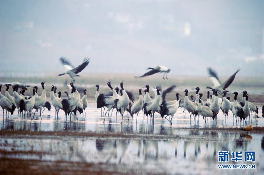 10万余只候鸟在贵州草海度过冬天陆续北迁