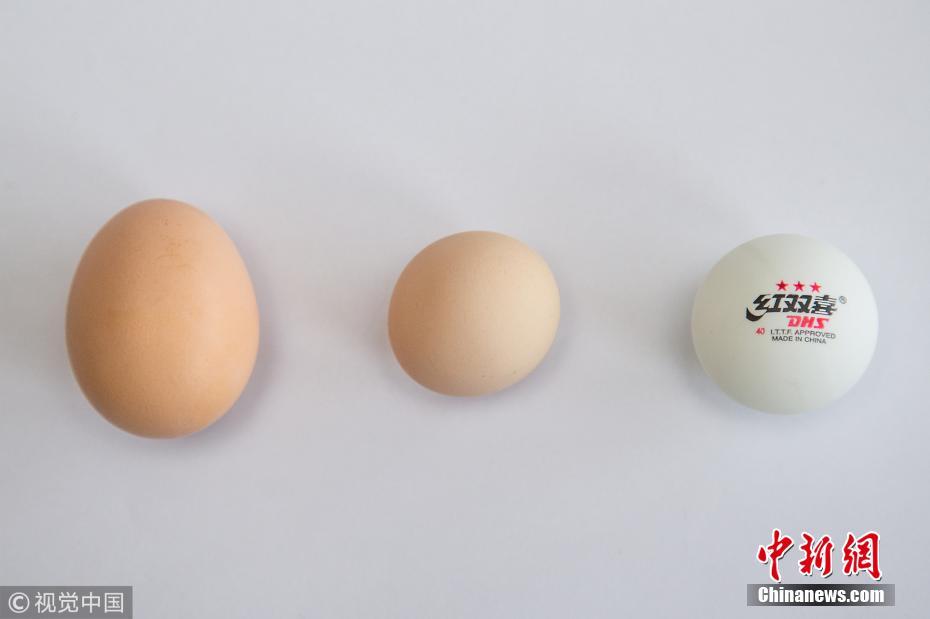 杭州大伯买到罕见圆形鸡蛋 出现概率十亿分之一