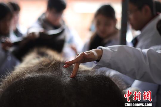 中医针灸走进南京农业大学课堂“从牛开始”