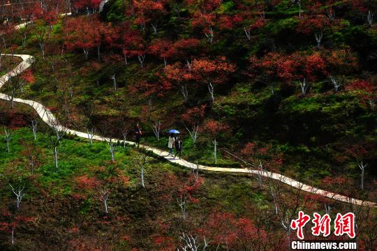 重庆春季红叶层林尽染显“枫情”