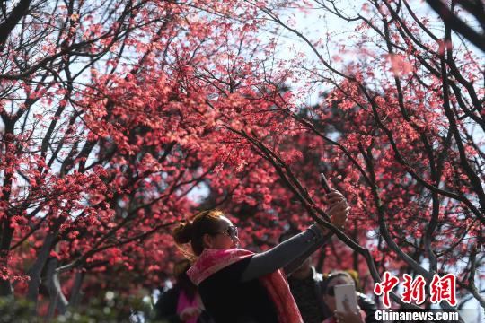 重庆春季红叶层林尽染显“枫情”