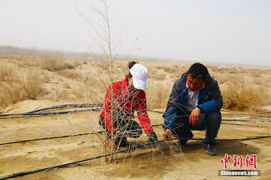 新疆沙漠边城且末治沙20载在沙漠里“圈金”