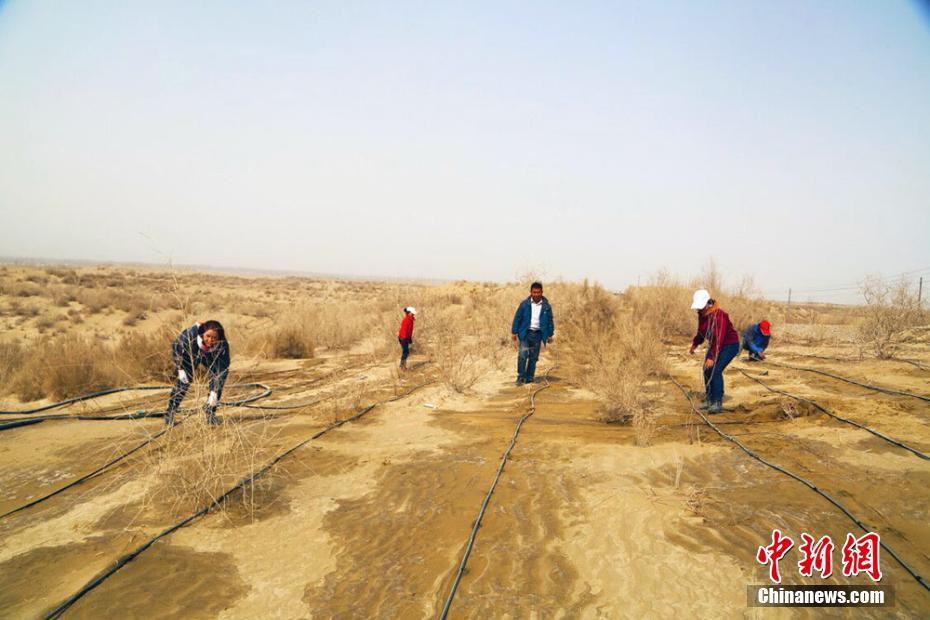 新疆沙漠边城且末治沙20载在沙漠里“圈金”