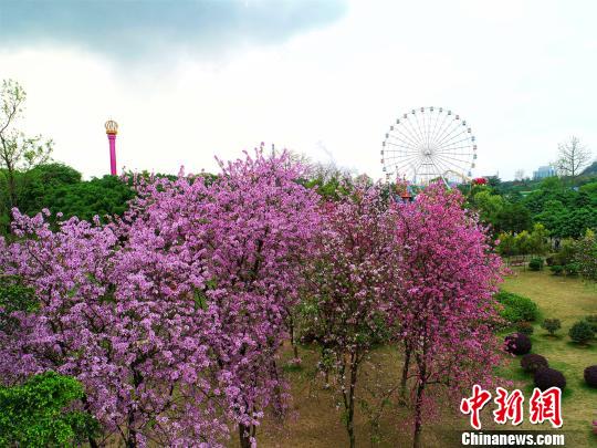 广西柳州紫荆花开满城 民众徜徉花海世界