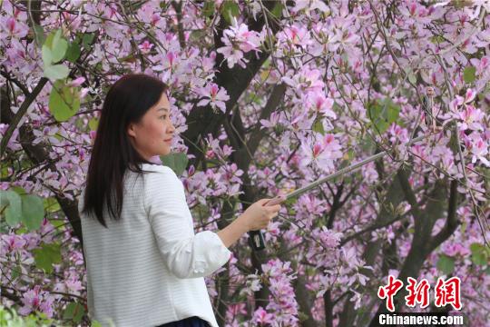 广西柳州紫荆花开满城 民众徜徉花海世界
