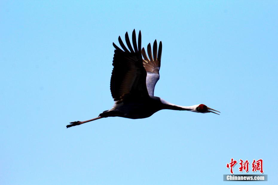 中国“最北”湿地迎来今年首批候鸟