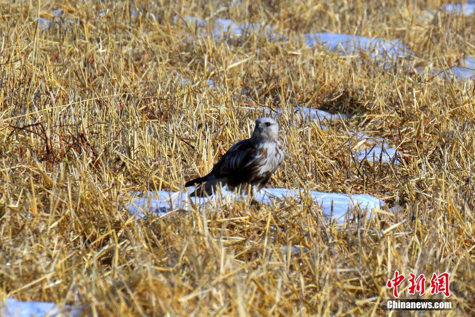 中国“最北”湿地迎来今年首批候鸟
