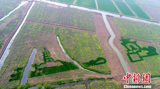 江苏高邮农民在油菜田间种出巨幅“油”画