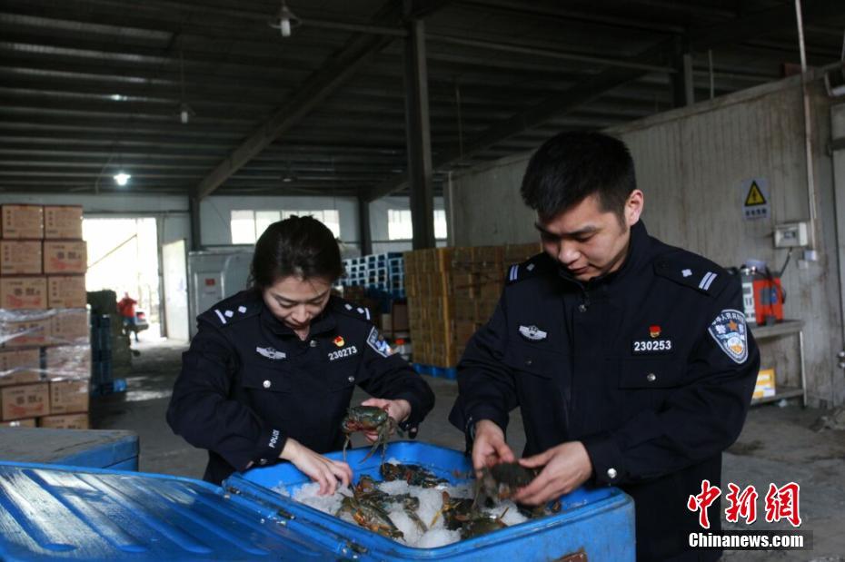 南京海关破获走私海蟹大案 案值达2.85亿元