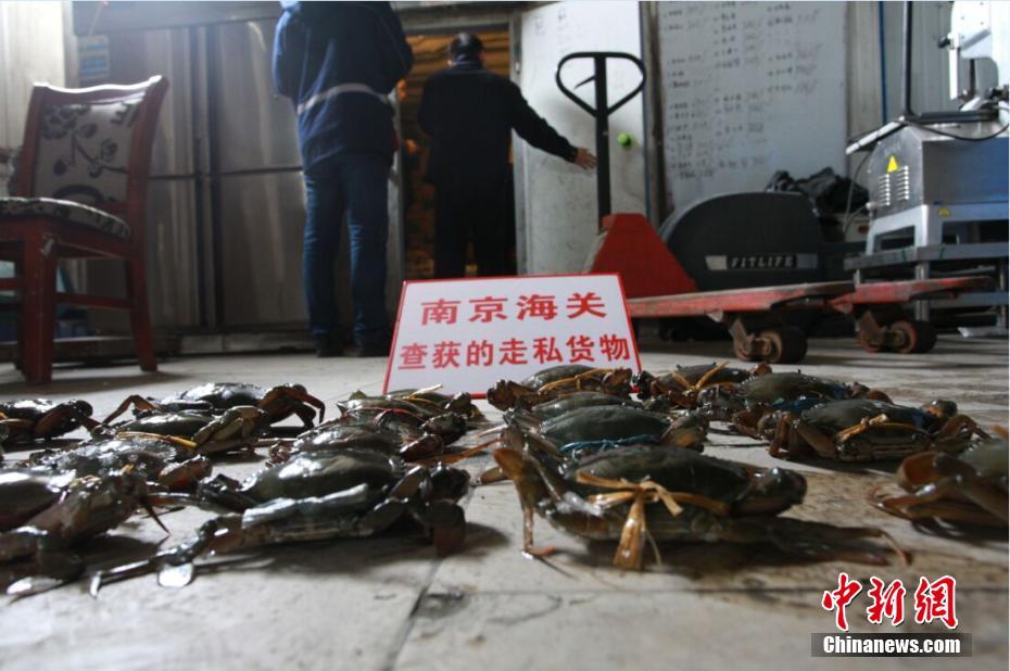 南京海关破获走私海蟹大案 案值达2.85亿元