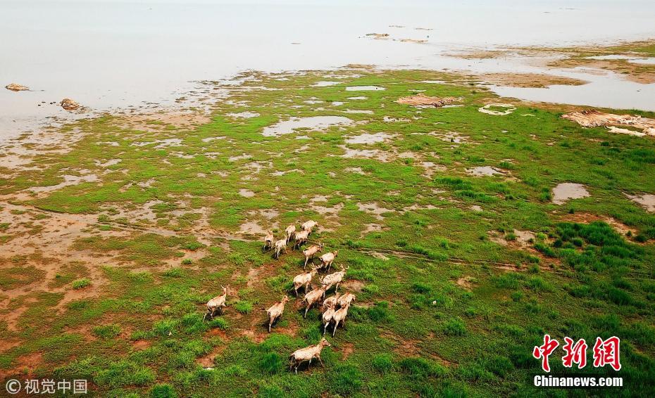 江西首次在鄱阳湖湿地野放麋鹿