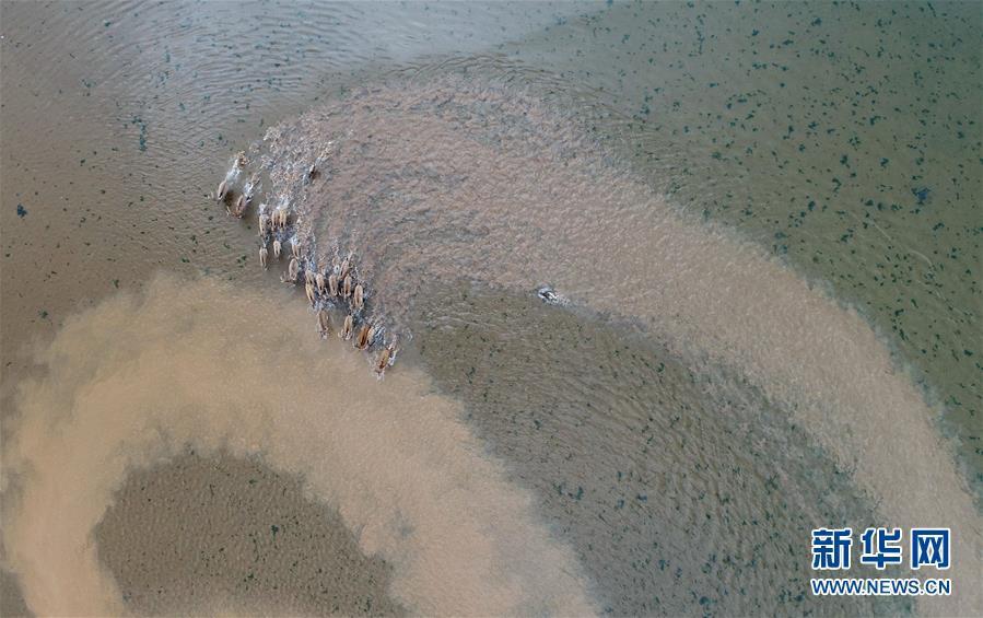 江西首次在鄱阳湖湿地野放麋鹿