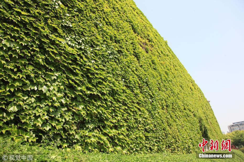 南京明城墙长满爬山虎满目翠绿 石城门变身“绿色城堡”