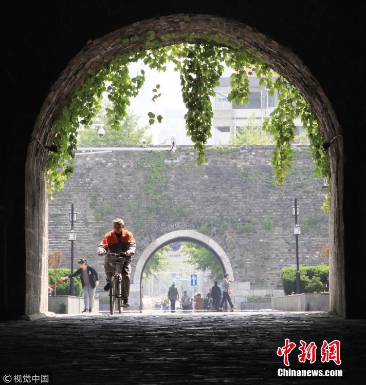 南京明城墙长满爬山虎满目翠绿 石城门变身“绿色城堡”