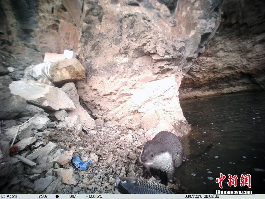红外相机在青海玉树记录欧亚水獭白天活动影像