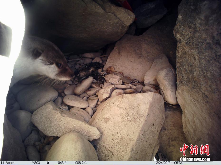 红外相机在青海玉树记录欧亚水獭白天活动影像