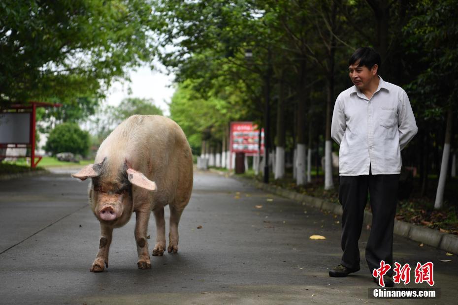 汶川地震“猪坚强”伤病痊愈 恢复每日散步计划