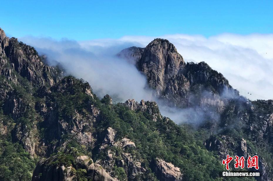 安徽黄山奔腾云海与盛放杜鹃“竞秀”