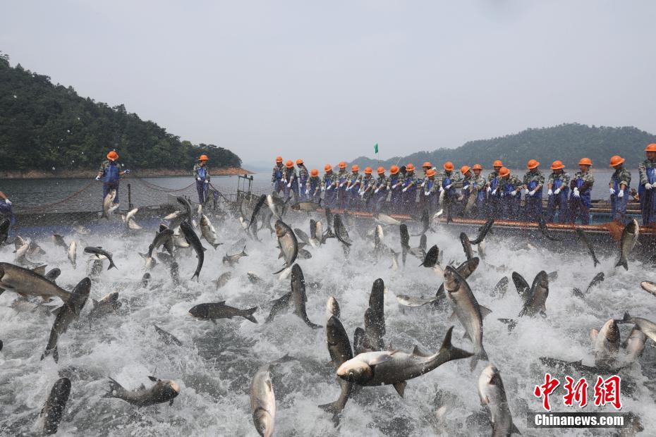 浙江千岛湖上演“巨网捕鱼” 现万鱼群跃盛景