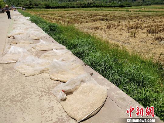 袁隆平“水稻仪仗队”迎来丰收 亩单产超千公斤