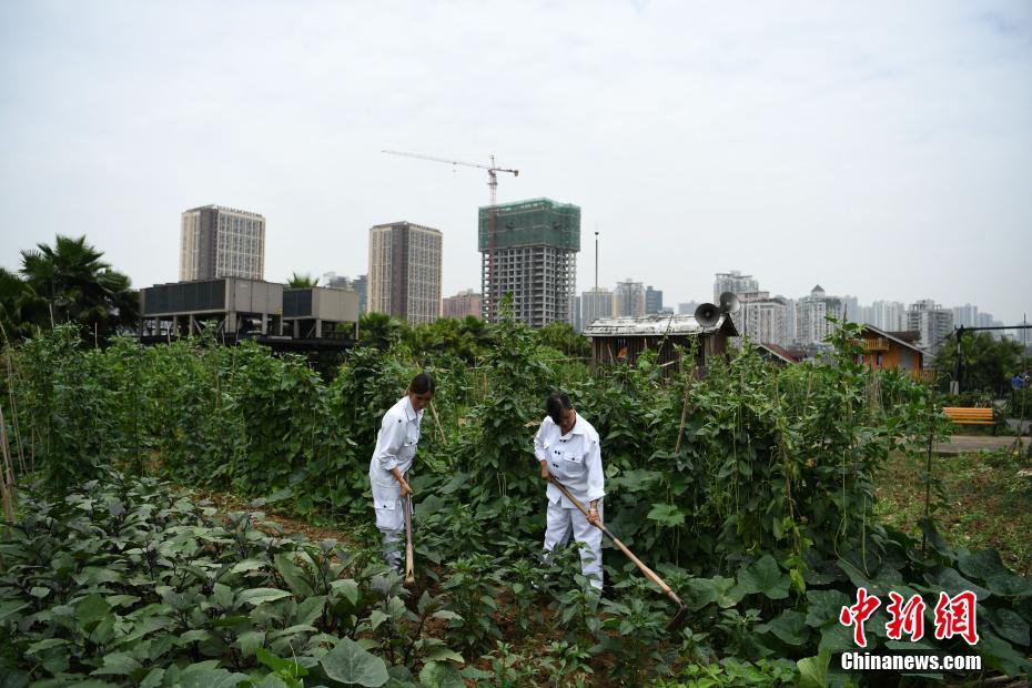 重庆一工厂打造“开心农场” 员工体验插秧乐趣
