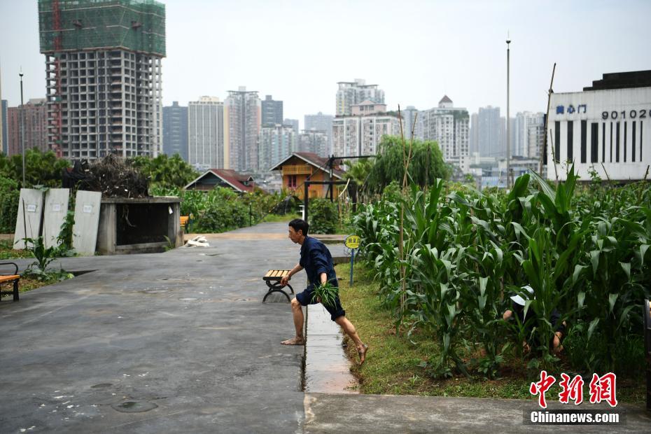 重庆一工厂打造“开心农场” 员工体验插秧乐趣