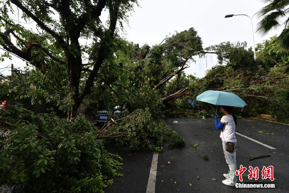 狂风暴雨袭福州 大树被连根拔起小车被压