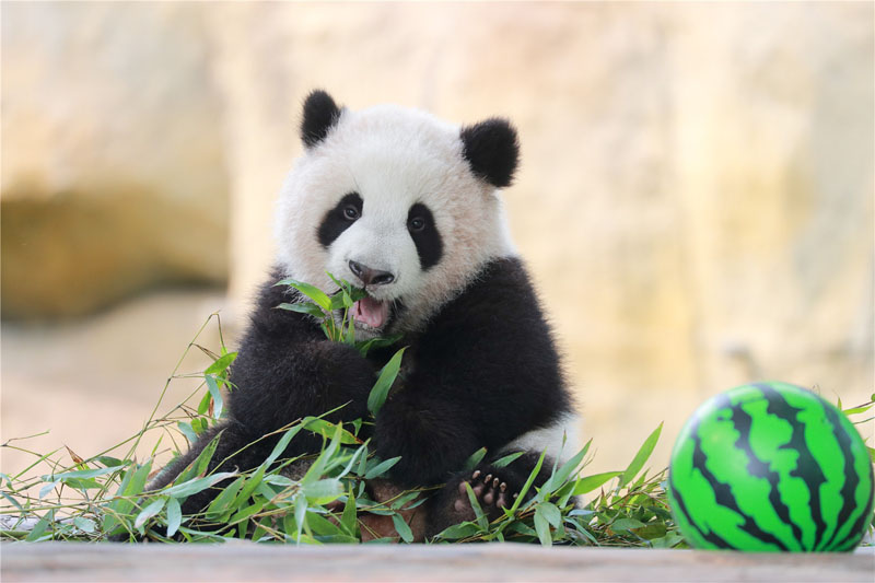 上海野生动物园开启小动物欢乐节