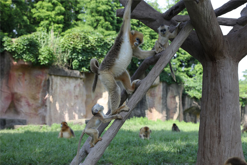 上海野生动物园开启小动物欢乐节