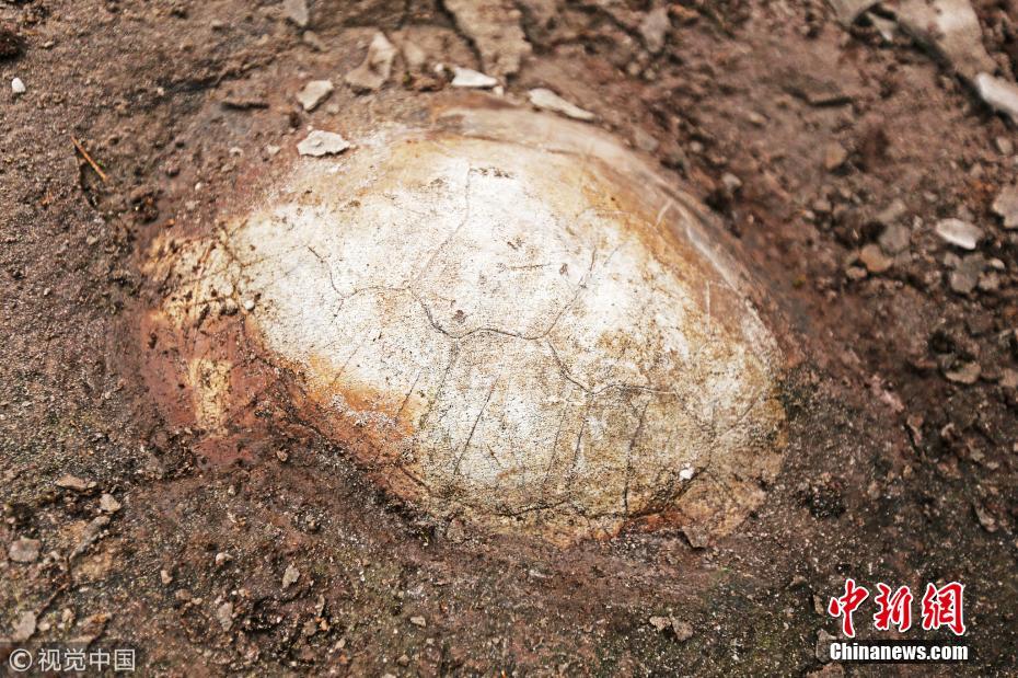重庆綦江发现1.5亿年前蛇颈龟化石